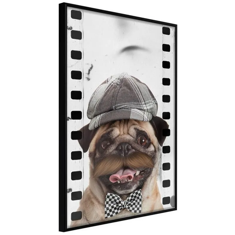 Poster Dressed Up Pug