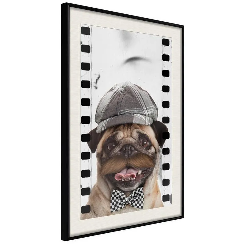 Poster Dressed Up Pug