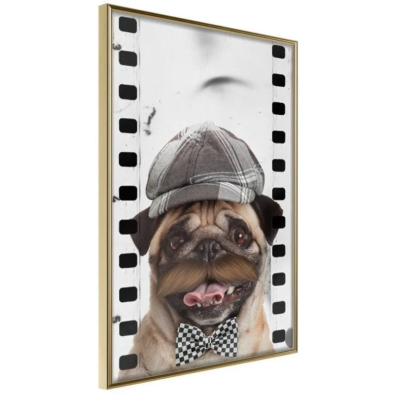 Poster Dressed Up Pug