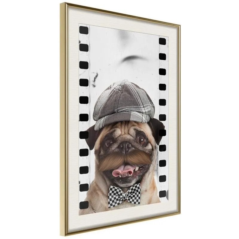 Poster Dressed Up Pug